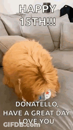 A Dog Is Sitting On A Couch With A Toy In Its Mouth And Says `` Happy 15Th ! '' GIF