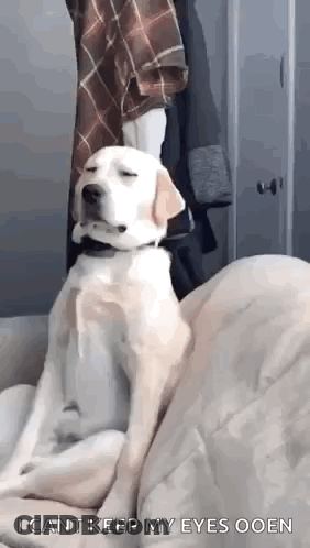 A Dog Is Sitting On A Couch With His Eyes Closed And A Person Standing Behind Him . GIF
