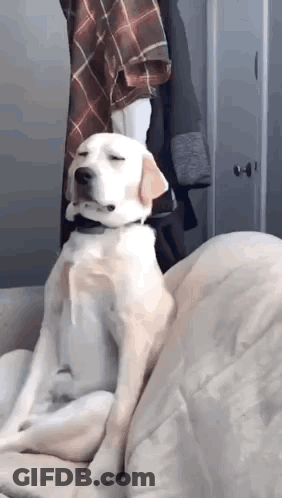 A Dog Is Sitting On A Couch With Its Eyes Closed And Looking At The Camera . GIF