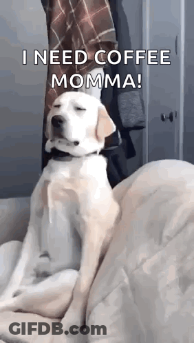 A Dog Is Sitting On A Couch With Its Eyes Closed And Says `` I Need Coffee Momma ! '' GIF