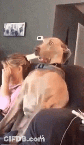 A Dog Is Sitting On A Couch With Its Head On A Woman 'S Head . GIF