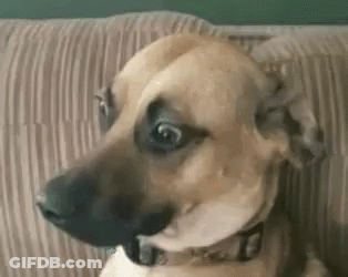A Dog Is Sitting On A Couch With Its Mouth Open . GIF