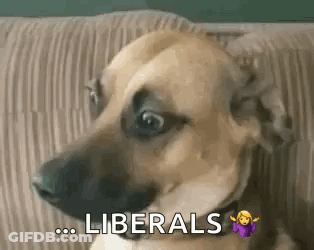 A Dog Is Sitting On A Couch With The Words Liberals Written On The Bottom . GIF
