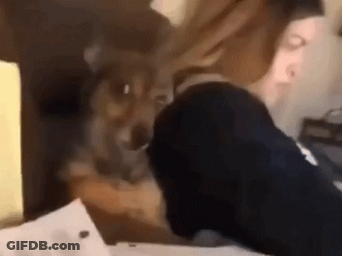 A Dog Is Sitting On A Person 'S Lap And Looking At Something GIF