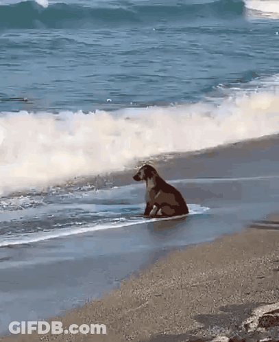 A Dog Is Sitting On A Surfboard In The Water GIF