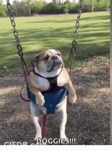 A Dog Is Sitting On A Swing In A Park With The Words Doggies Written Below It GIF