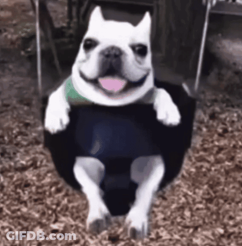 A Dog Is Sitting On A Swing With Its Tongue Out . GIF