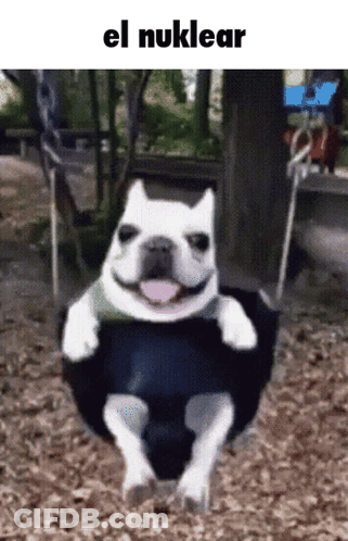 A Dog Is Sitting On A Swing With The Words El Nuklear Below It GIF