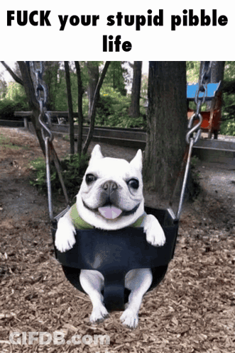 A Dog Is Sitting On A Swing With The Words " Fuck Your Stupid Pebble Life " Above It GIF