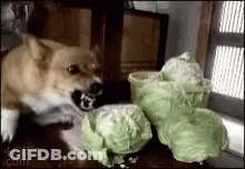 A Dog Is Sitting On A Table Eating Cabbage . GIF