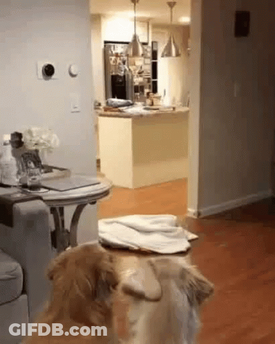 A Dog Is Sitting On A Table In A Living Room Looking At Something . GIF