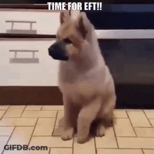 A Dog Is Sitting On A Tiled Floor With The Words Time For Eft Written Above It GIF