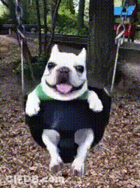 A Dog Is Sitting On A Tire Swing And Smiling . GIF