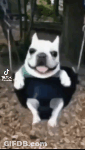 A Dog Is Sitting On A Tire Swing With Its Tongue Hanging Out . GIF