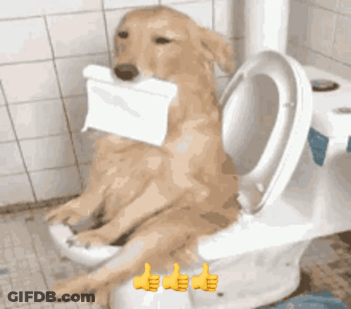 A Dog Is Sitting On A Toilet Holding A Roll Of Toilet Paper In Its Mouth GIF