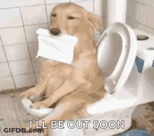 A Dog Is Sitting On A Toilet With A Roll Of Toilet Paper In His Mouth . GIF