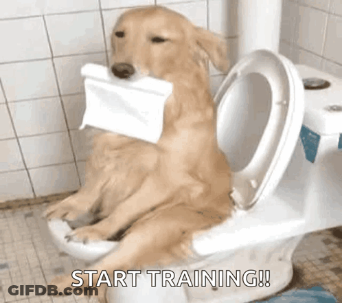A Dog Is Sitting On A Toilet With A Roll Of Toilet Paper In His Mouth . GIF