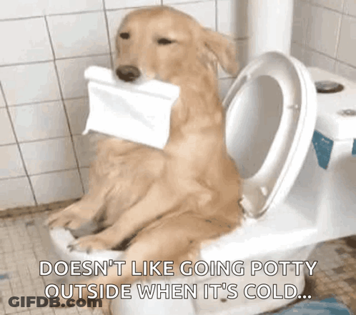 A Dog Is Sitting On A Toilet With A Roll Of Toilet Paper On Its Face . GIF