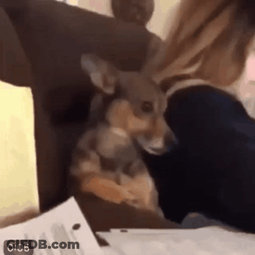 A Dog Is Sitting On A Woman 'S Lap In A Video . GIF
