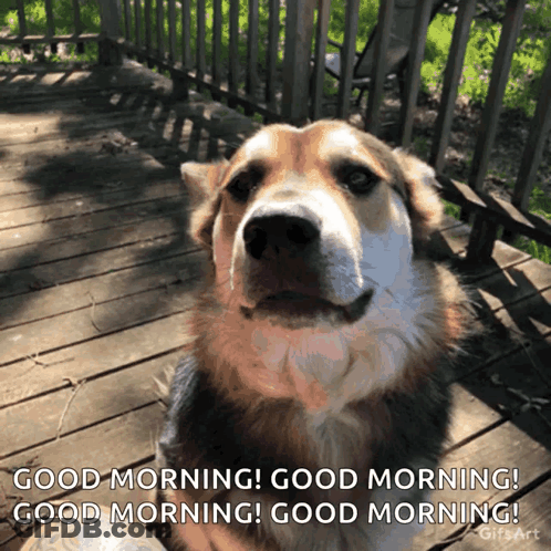 A Dog Is Sitting On A Wooden Deck With The Words Good Morning Written Below It GIF