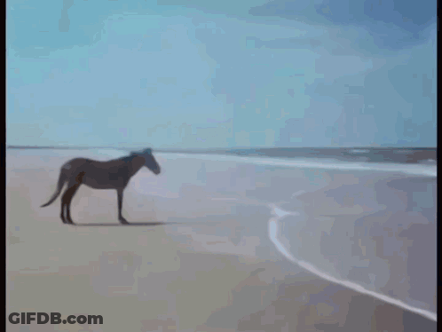 A Dog Is Sitting On The Beach In The Water GIF