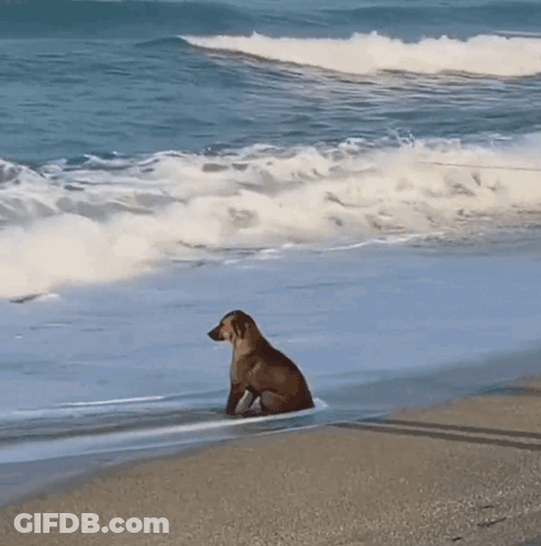 A Dog Is Sitting On The Beach Looking Out To The Ocean GIF