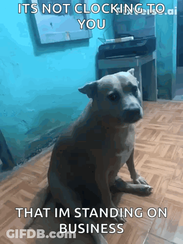 A Dog Is Sitting On The Floor With A Caption That Says It 'S Not Clocking To You That Im Standing On Business GIF