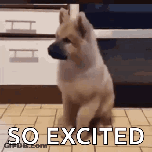A Dog Is Sitting On The Floor With The Words So Excited Above It . GIF