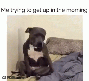 A Dog Is Sitting On Top Of A Bed With The Words `` Me Trying To Get Up In The Morning '' . GIF