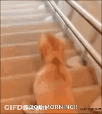 A Dog Is Sitting On Top Of A Set Of Stairs With Its Legs Crossed . GIF