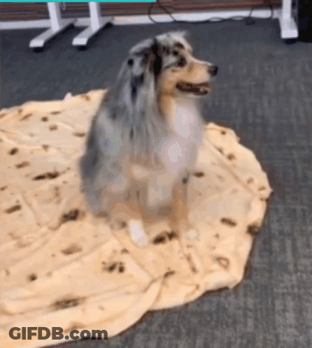 A Dog Is Sitting On Top Of A Tortilla Blanket GIF