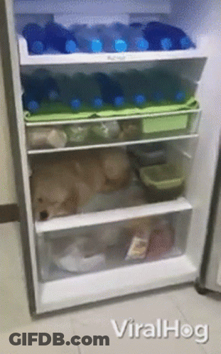 A Dog Is Sleeping In A Refrigerator That Is Full Of Food GIF