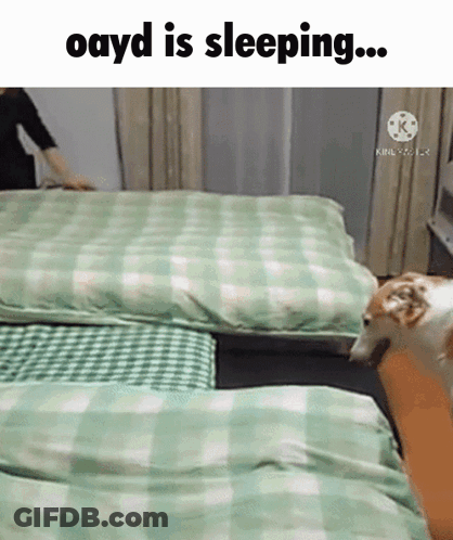 A Dog Is Sleeping On A Bed With A Person Standing Next To It GIF