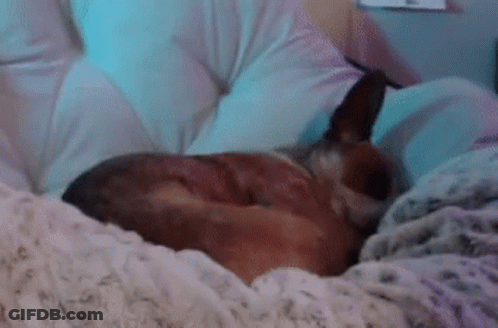 A Dog Is Sleeping On A Bed With A Pillow And Blanket . GIF
