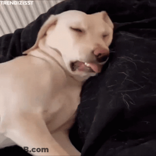 A Dog Is Sleeping On A Bed With Its Tongue Out GIF