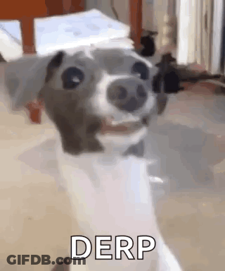 A Dog Is Smiling And Making A Funny Face While Standing In A Room . GIF