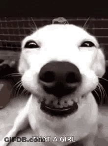 A Dog Is Smiling In A Black And White Photo And Looking At The Camera . GIF