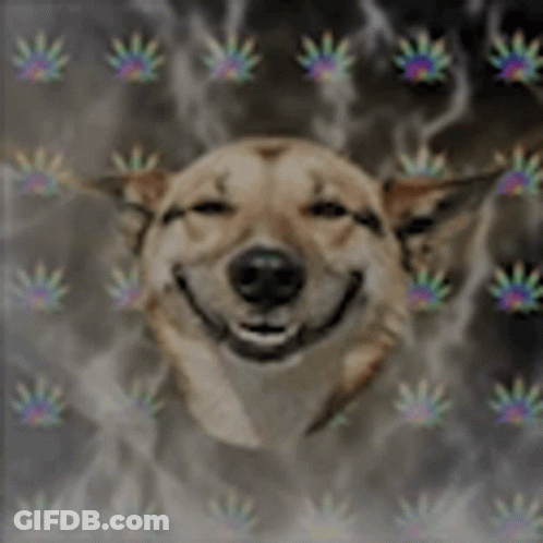 A Dog Is Smiling In Front Of A Smokey Background And The Words `` When It Hits '' . GIF