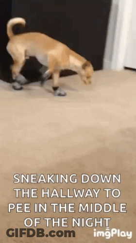 A Dog Is Sniffing A Person 'S Leg In A Hallway . GIF