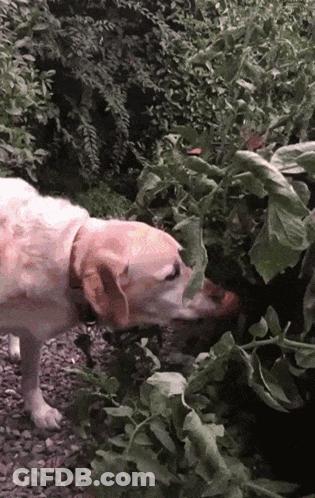 A Dog Is Sniffing A Plant With A Leaf On It GIF