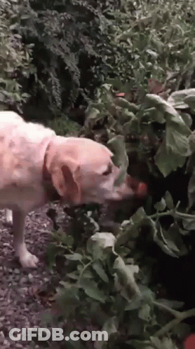 A Dog Is Sniffing A Plant With Leaves On It GIF