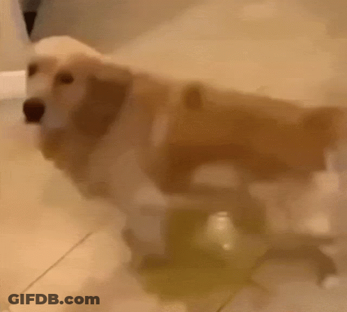 A Dog Is Standing In A Bathtub And Looking At Something . GIF