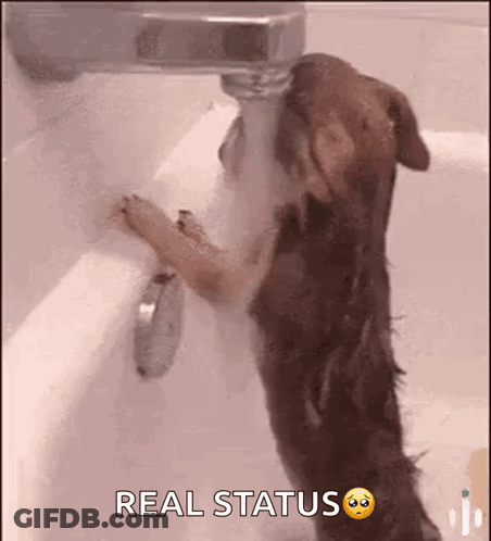 A Dog Is Standing In A Bathtub Drinking Water From A Tap . GIF