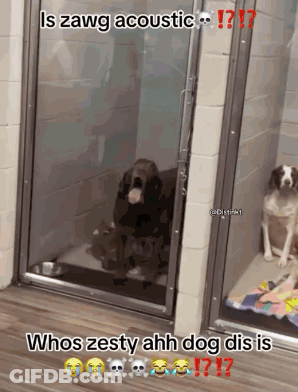 A Dog Is Standing In A Doorway With A Caption That Says ' Is Zawg Acoustic ' GIF