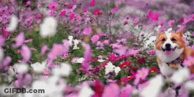 A Dog Is Standing In A Field Of Pink Flowers . GIF