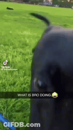 A Dog Is Standing In A Grassy Field With A Caption That Says " What Is Bro Doing " On It GIF