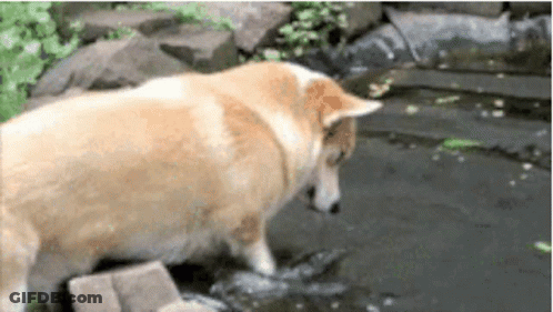 A Dog Is Standing In A Pond And Looking At The Water . GIF