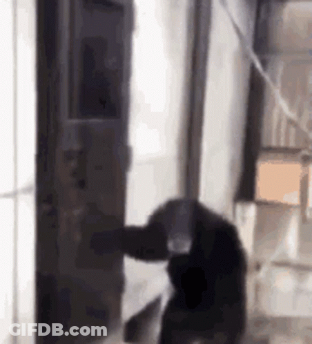 A Dog Is Standing In A Room Next To A Door . GIF