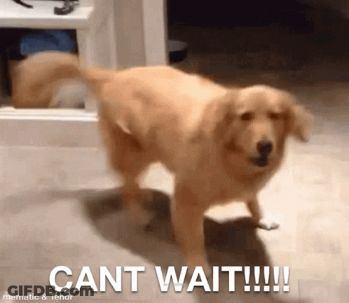 A Dog Is Standing In A Room With The Words Cant Wait Written On The Floor . GIF