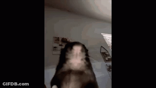 A Dog Is Standing In A Room With The Words `` Ok Cool Bro '' Written On The Bottom . GIF